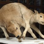 Coppia di vitelli siamesi della raccolta teratologica - Foto G. Clementi